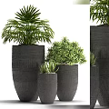 Green Leafy Bonsai Potted Plants in Black Textured Pots of Various Sizes