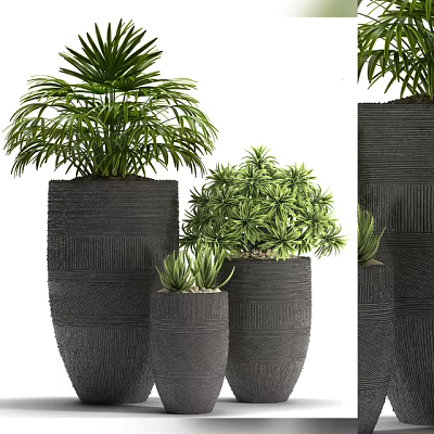 Green Leafy Bonsai Potted Plants in Black Textured Pots of Various Sizes 3d model