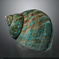 Turquoise and Brown Striped Conch Shell with Textured Surface on Dark Background 3d model