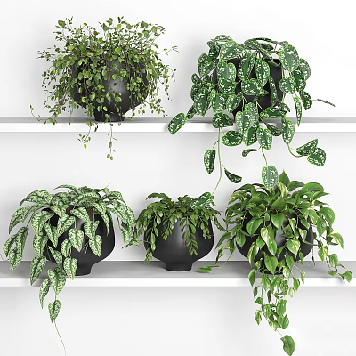 Green Potted Plants on White Shelves with Various Leaf Shapes in Black Pots 3d model