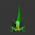 Green grasshopper with yellow head blue abdomen long antennae green wings on black background reflection