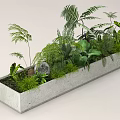 Potted Plants Arrangement In Rectangular Concrete Planter With Various Green Ferns And Large Leaved Plants