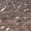 Natural Muddy Components With Scattered Snow Patches And Rough Textures