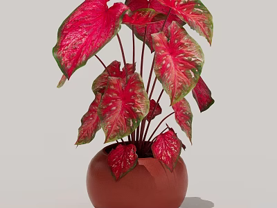 Vibrant Red Pink Leaf Plant in Brown Ceramic Pot for Indoor Decor 3d model