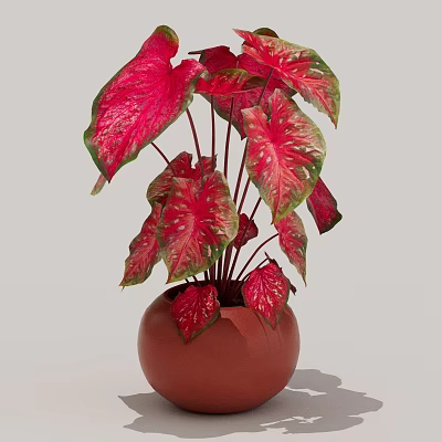 Vibrant Red Pink Leaf Plant in Brown Ceramic Pot for Indoor Decor 3d model