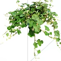 Lush Green Vine With Trailing Branches And Fresh Small Leaves 3d model