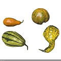 Colorful Fresh Gourds And Pumpkins In Various Shapes And Patterns