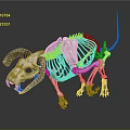 Animal Skeleton Display With Detailed Anatomical Structure And Curved Horns