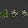 Three Decorative Shrubs With Pink Flowers And Green Leaves On White Background