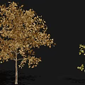Tall Leafy Trees With Green And Golden Foliage In Varied Sizes