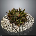 Succulent Plant with Red Green Leaves on Round White Pebble Base for Indoor Decorative
