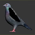 Colorful Pigeon With Spread Wings Standing On Dark Surface Showing Reflection And Gray Background
