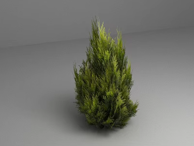 Lush Green Evergreen Shrub With Dense Foliage Isolated On Gray Background 3d model