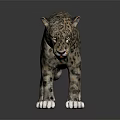 Leopard 3D Rendered Model With Spotted Fur And White Paws Standing On Dark Background 3d model