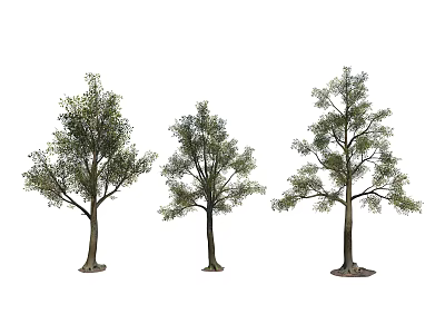 Three Different Shaped Arbor Trees With Green Foliage And Strong Trunks 3d model