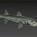 Northern Pike Freshwater Aquatic Animal With Green Silver Body And Sharp Teeth