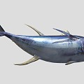 Yellowfin Tuna 3d model