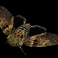 Detailed Cicada With Patterned Wings And Intricate Body Structure On Black Background 3d model