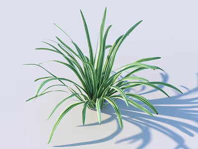 Green Indoor Houseplant With Long Slender White Striped Leaves And Natural Shadow 3d model