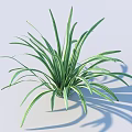 Green Indoor Houseplant With Long Slender White Striped Leaves And Natural Shadow