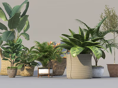Various Potted Plants with Lush Green Leaves and Woven Ceramic Planters for Indoor Decor 3d model
