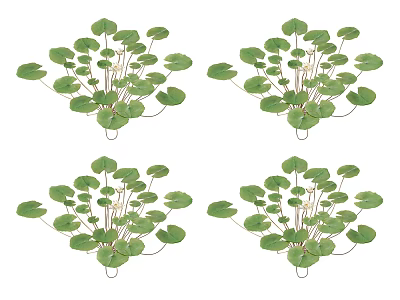Green Aquatic Plants With Round Leaves For Decorative Fresh Water Gardens 3d model