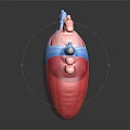 Anatomical Human Heart Organ 3D Model With Red Tissue And Blue Vascular Details