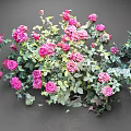 Lush Pink Rose Bush With Fresh Green Leaves And Vibrant Blooms