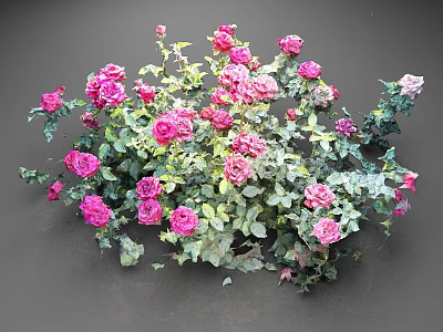 Lush Pink Rose Bush With Fresh Green Leaves And Vibrant Blooms 3d model