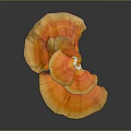 Fresh Edible Orange Ganoderma Mushroom Natural Food With Vibrant Color And Organic Texture