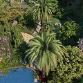 Residential Landscape With Lush Greenery Palm Trees Pond Pathway And Blooming Trees