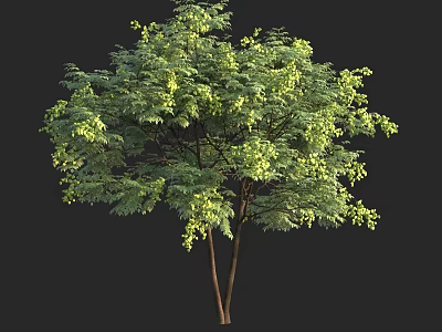 Lush Vibrant Green Arbor with Twin Trunks and Dense Foliage 3d model