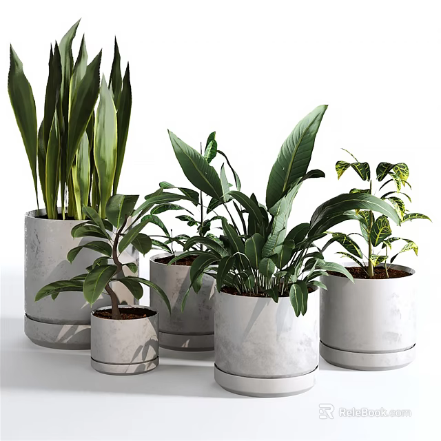 Bonsai Potted Plants with Various Green Leaves in White Ceramic Pots for Indoor Decor 3d model 