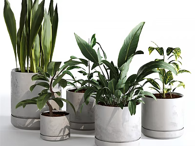 Bonsai Potted Plants with Various Green Leaves in White Ceramic Pots for Indoor Decor 3d model