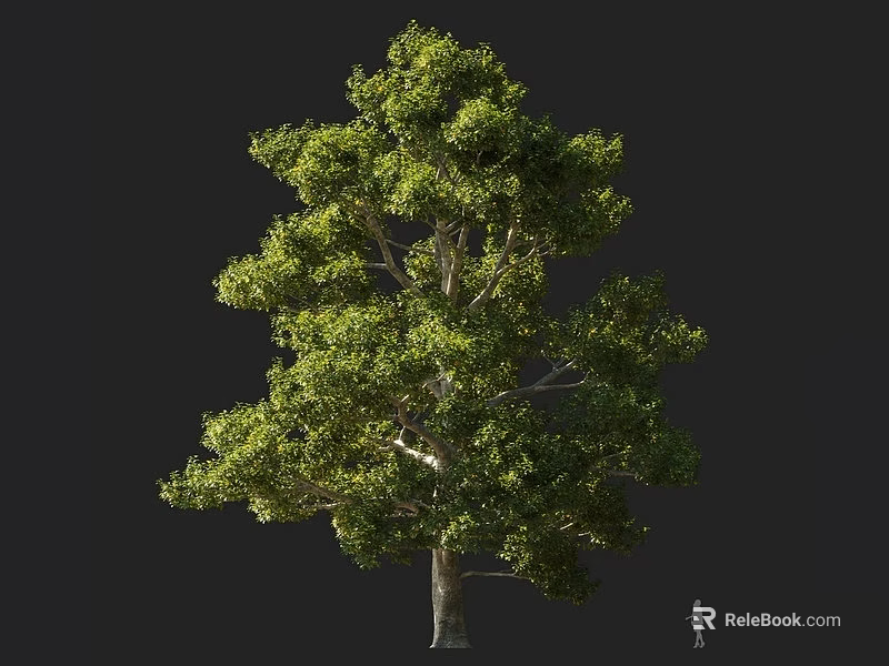Arbor With Lush Green Foliage Tall Trunk And Natural Growth Structure 3d model 