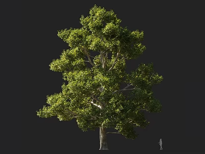 Arbor With Lush Green Foliage Tall Trunk And Natural Growth Structure 3d model