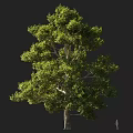 Arbor With Lush Green Foliage Tall Trunk And Natural Growth Structure
