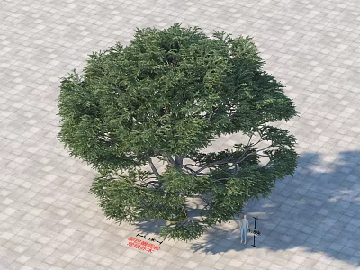 Lush Arbor Tree With Rounded Green Canopy Foliage On Paved Ground And Person Nearby 3d model