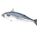 Various Colorful Aquatic Fish Species With Silver Striped And Golden Bodies