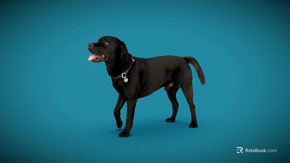 Black Reptile Standing On Blue Background With Tongue Out Looking Sideways 3d model 