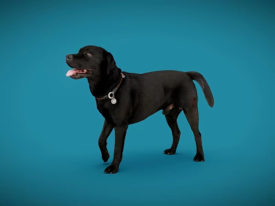 Black Reptile Standing On Blue Background With Tongue Out Looking Sideways 3d model