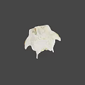 Detailed Animal Skull With White Bone Structure And Brown Fossil Marks