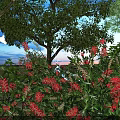 Pink and Red Flowers in Evening Garden with Green Trees Blue Sky and Sunset Glow