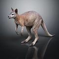 Gray and Brown Kangaroo in Standing Pose on Dark Background with Reflective Surface 3d model