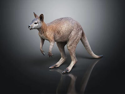 Modern kangaroo kangaroo African kangaroo land animal 3d model