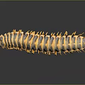Millipede With Yellow And Brown Stripes And Many Legs On Black Background With Reflection