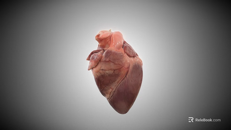 High Quality 3D Human Heart Anatomical Model Medical Device for Medical Education 3d model 