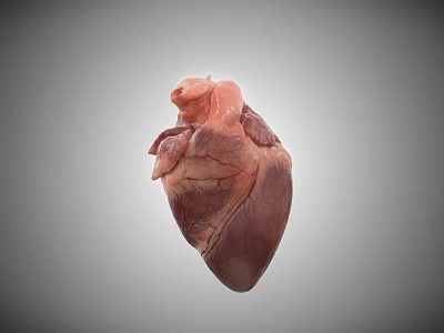 The Modern Heart 3d model