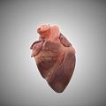 The Modern Heart 3d model