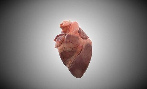 The Modern Heart 3d model